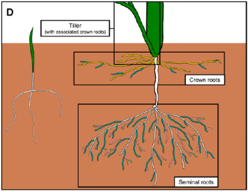 Fig 1 Atkinson et al 2014 wheat roots